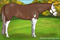 Horse Color:Chestnut Sabino Splash