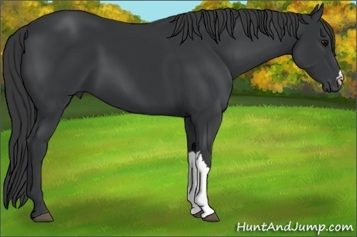 Horse Color:Black 