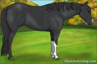 Horse Color:Black 