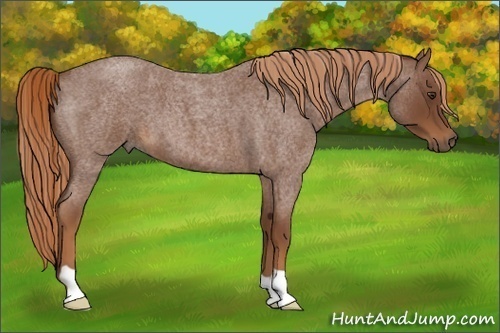 Horse Color:Red Roan Frame