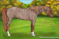Horse Color:Red Roan Frame 