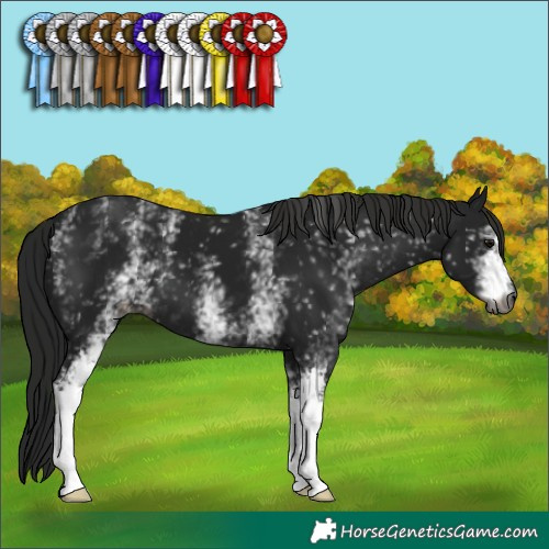 Horse Color:Gray White Spotted Smoky Black