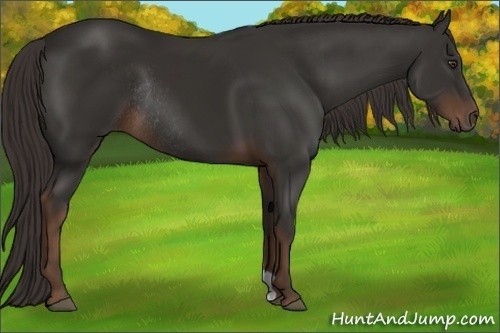 Horse Color:Liver Chestnut Rabicano 