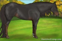 Horse Color:Liver Chestnut Rabicano 