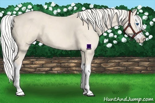 Horse Color:Cremello Sabino Splash 