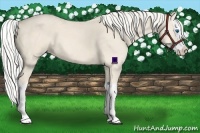 Horse Color:Cremello Sabino Splash 