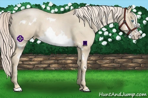 Horse Color:Palomino Roan Pearl Sabino Splash Frame 