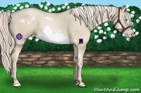 Horse Color:Palomino Roan Pearl Sabino Splash Frame 