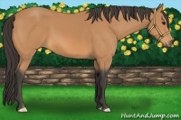 Horse Color:Buckskin Frame 