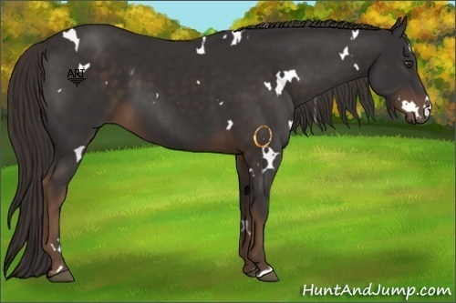 Horse Color:White Spotted Liver Chestnut