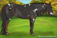Horse Color:White Spotted Liver Chestnut 
