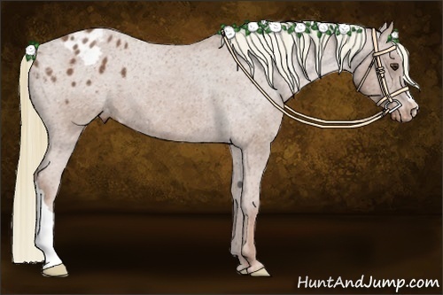 Horse Color:Red Roan Appaloosa 