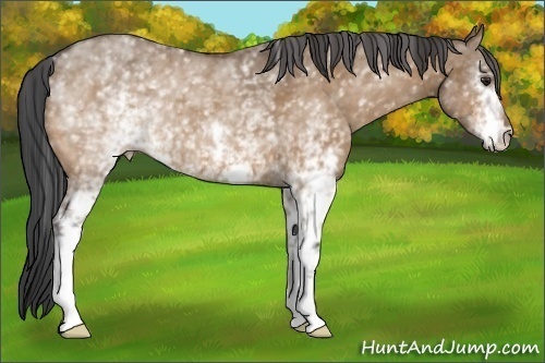 Horse Color:White Spotted Bay Dun