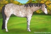 Horse Color:White Spotted Bay Dun