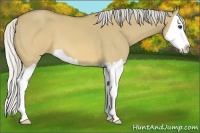 Horse Color:Silver Buckskin Dun Splash