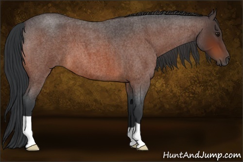 Horse Color:Bay Roan