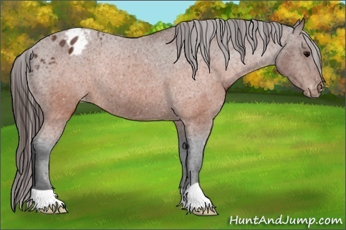 Horse Color:Brown Varnish Rabicano