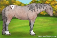 Horse Color:Brown Varnish Rabicano