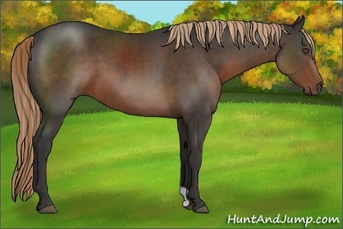 Horse Color:Liver Chestnut