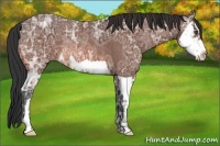 Horse Color:Bay Ice Splash Frame Rabicano