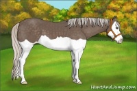 Horse Color:Silver Black Splash 