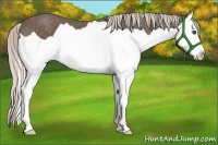 Horse Color:Silver Black Splash