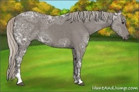 Horse Color:Silver Black Ice Sabino 