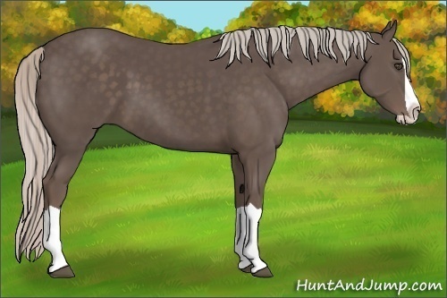 Horse Color:Silver Black Splash 