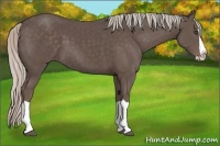 Horse Color:Silver Black Splash