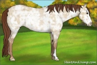 Horse Color:Red Dun Ice Roan Splash Frame Rabicano