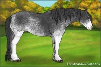 Horse Color:White Spotted Smoky Black Rabicano