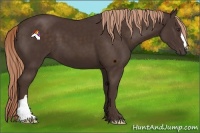 Horse Color:Liver Chestnut 