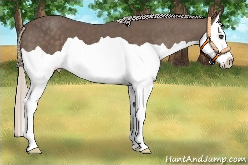 Horse Color:Silver Black Splash 
