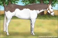 Horse Color:Silver Black Splash