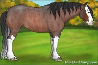 Horse Color:Bay Roan Splash Rabicano