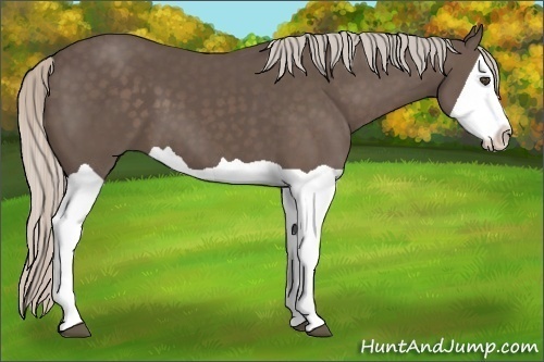 Horse Color:Silver Black Splash