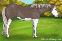 Horse Color:Silver Black Splash