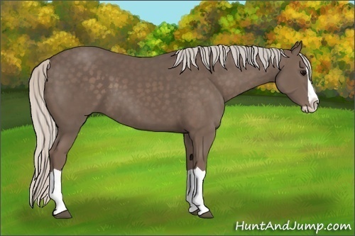 Horse Color:Unknown 