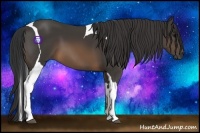 Horse Color:Buckskin Tobiano