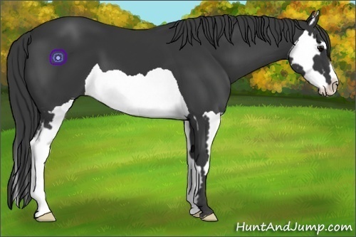 Horse Color:Black Splash Frame
