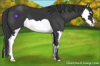 Horse Color:Black Splash Frame