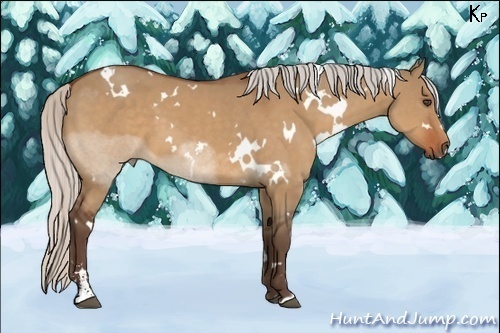Horse Color:White Spotted Silver Bay Dun Sabino