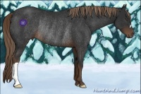 Horse Color:Liver Chestnut Frame Rabicano 