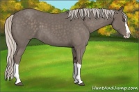 Horse Color:Silver Blue Roan Splash