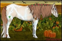 Horse Color:Smoky Grullo Pearl Splash Rabicano 