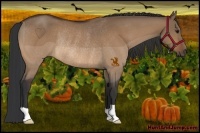 Horse Color:Bay Dun Rabicano 