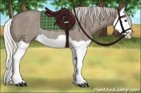 Horse Color:Silver Smoky Grullo Splash Rabicano