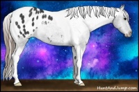 Horse Color:Smoky Black Tobiano Appaloosa Rabicano 