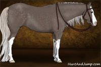 Horse Color:Silver Black Splash