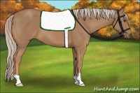 Horse Color:Palomino 